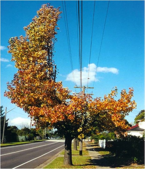 Mutilated tree in a Sydney street under a pole route also supporting two HFC cables